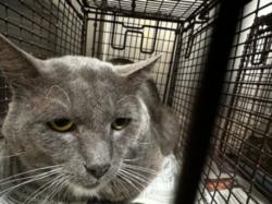 Shelter Stray Male Cat last seen , 3201 Lacy St, Los Angeles, CA 90031, USA