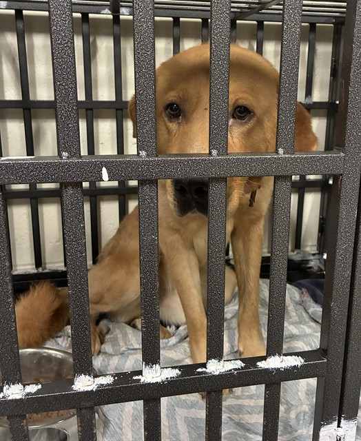Shelter Stray Male Dog last seen Near BLOCK HAVILAND DR, 10521 Baur Blvd, Olivette, MO 63132, USA