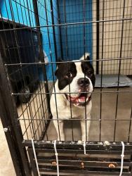 Shelter Stray Male Dog last seen Near BLOCK BROWN RD, 10521 Baur Blvd, Olivette, MO 63132, USA