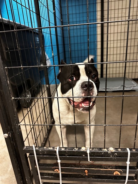 Shelter Stray Male Dog last seen Near BLOCK BROWN RD, 10521 Baur Blvd, Olivette, MO 63132, USA