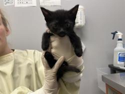 Shelter Stray Unknown Cat last seen Near BLOCK 64TH AVE S, KENT WA 98032, 21615 64th Ave S, Kent, WA 98032, USA