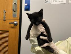 Shelter Stray Unknown Cat last seen Near BLOCK 64TH AVE S, KENT WA 98032, 21615 64th Ave S, Kent, WA 98032, USA