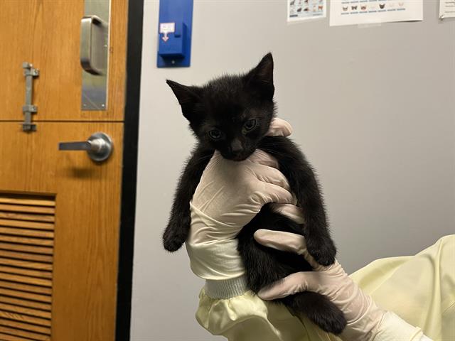 Shelter Stray Male Cat last seen Near BLOCK 64TH AVE S, KENT WA 98032, 21615 64th Ave S, Kent, WA 98032, USA