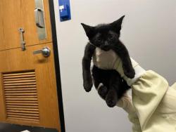 Shelter Stray Unknown Cat last seen Near BLOCK 64TH AVE S, KENT WA 98032, 21615 64th Ave S, Kent, WA 98032, USA