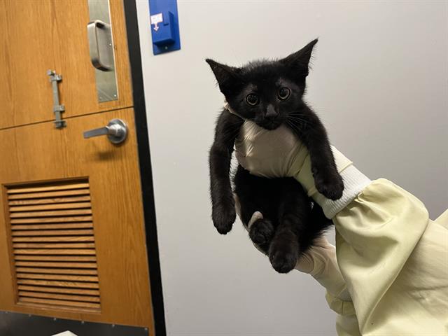 Shelter Stray Male Cat last seen Near BLOCK 64TH AVE S, KENT WA 98032, 21615 64th Ave S, Kent, WA 98032, USA
