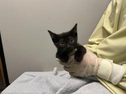Shelter Stray Unknown Cat last seen Near BLOCK 64TH AVE S, KENT WA 98032, 21615 64th Ave S, Kent, WA 98032, USA