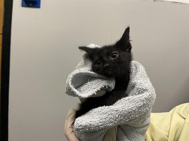 Shelter Stray Male Cat last seen Near BLOCK 64TH AVE S, KENT WA 98032, 21615 64th Ave S, Kent, WA 98032, USA
