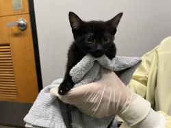 Shelter Stray Unknown Cat last seen Near BLOCK 64TH AVE S, KENT WA 98032, 21615 64th Ave S, Kent, WA 98032, USA