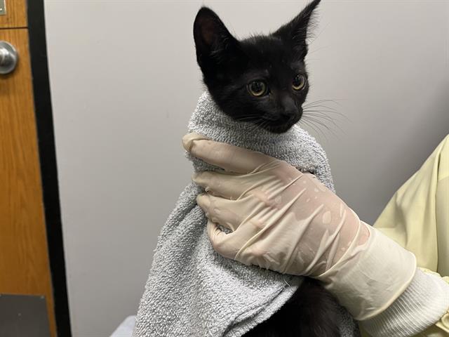 Shelter Stray Female Cat last seen Near BLOCK 64TH AVE S, KENT WA 98032, 21615 64th Ave S, Kent, WA 98032, USA