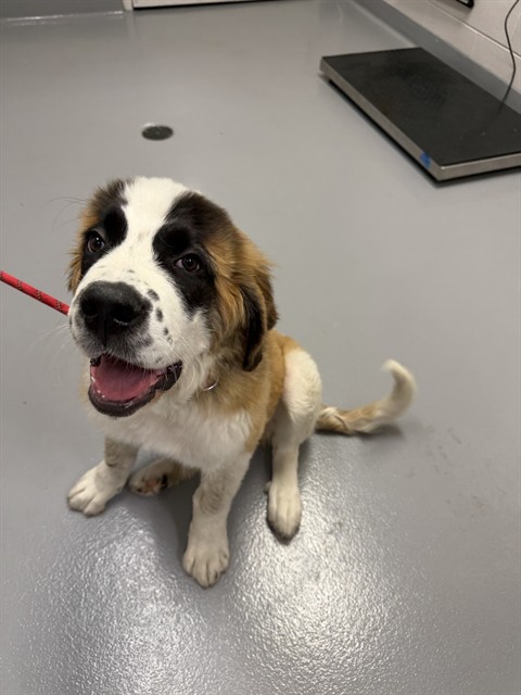 Shelter Stray Female Dog last seen , 4556 Castleton Ct, Castle Rock, CO 80109, USA