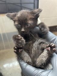 Shelter Stray Male Cat last seen , 1601 Airport Rd, Shelby, NC 28150, USA