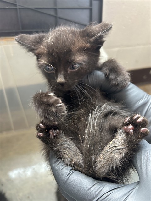 Shelter Stray Male Cat last seen , 1601 Airport Rd, Shelby, NC 28150, USA