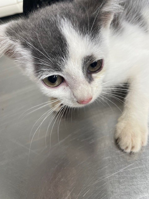 Shelter Stray Female Cat last seen , 1601 Airport Rd, Shelby, NC 28150, USA