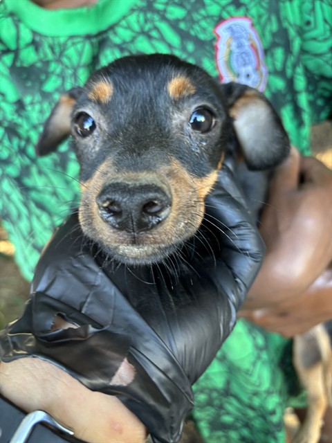 Shelter Stray Female Dog last seen Near BLOCK JOE AVE, BAKERSFIELD CA 93307, 3951 Fruitvale Ave, Bakersfield, CA 93308, USA