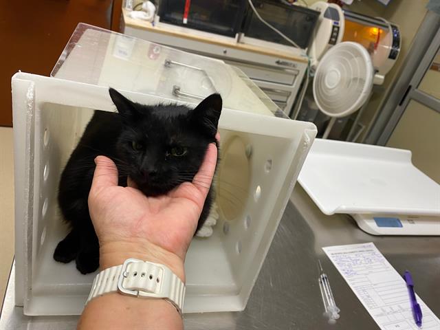 Shelter Stray Female Cat last seen Near BLOCK N 86TH ST, 3839 W Burnham St, West Milwaukee, WI 53215, USA