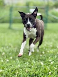 Shelter Stray Male Dog last seen OFALLON, 4850 Mid Rivers Mall Dr, St Peters, MO 63376, USA