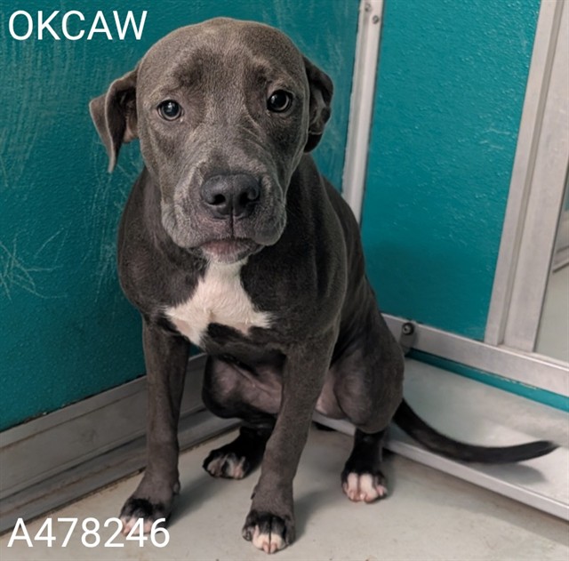 Shelter Stray Female Dog last seen Near BLOCK NW 14TH ST, 2811 SE 29th St, Oklahoma City, OK 73129, USA
