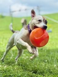 Shelter Stray Female Dog last seen OFALLON, 4850 Mid Rivers Mall Dr, St Peters, MO 63376, USA
