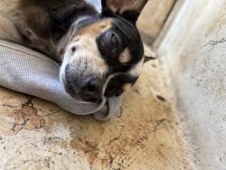 Shelter Stray Unknown Dog last seen Near BLOCK S PENNSYLVANIA AVE, OKLAHOMA CITY OK 73159, 2811 SE 29th St, Oklahoma City, OK 73129, USA