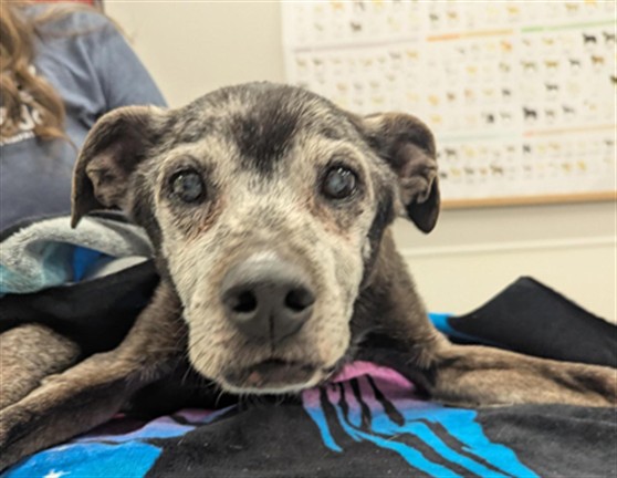 Shelter Stray Male Dog last seen Near BLOCK S PARKER RD, DENVER CO 80231 2706, 2080 S Quebec St, Denver, CO 80231, USA