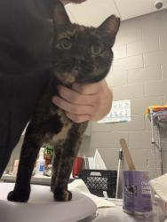 Shelter Stray Female Cat last seen Near, 2600 S Harding St, Indianapolis, IN 46221, USA