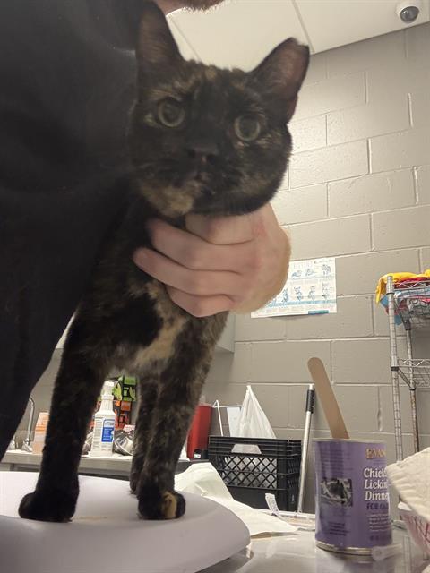 Shelter Stray Female Cat last seen Near, 2600 S Harding St, Indianapolis, IN 46221, USA