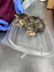Shelter Stray Male Cat last seen CHARLOTTE, 8315 Byrum Dr, Charlotte, NC 28217, USA