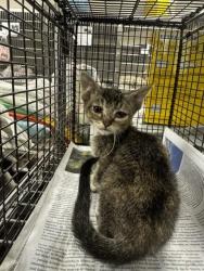 Shelter Stray Female Cat last seen , 14409 Vanowen St, Van Nuys, CA 91405, USA