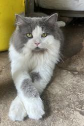 Lost Male Cat last seen Mount Pleasant Rd / Oxford Farm, Oxford, PA 19363