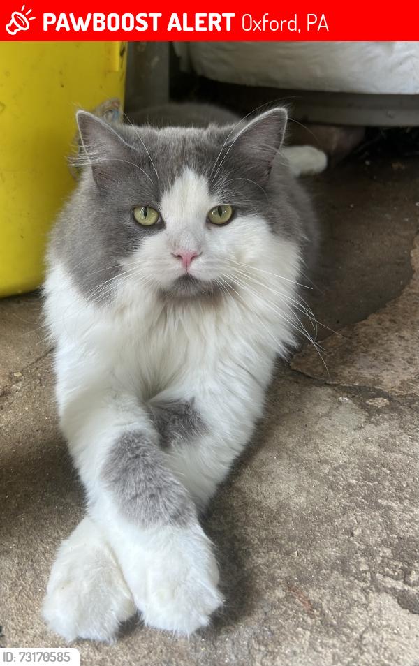 Lost Male Cat last seen Mount Pleasant Rd / Oxford Farm, Oxford, PA 19363