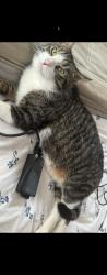 Reunited Male Cat last seen Clarence rd, Derby, England DE23 6PT