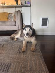Found/Stray Female Dog last seen Near Sunset Cliffs Blvd San Diego, CA 92107 United States, San Diego, CA 92107