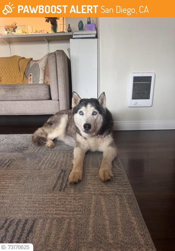 Found/Stray Female Dog last seen Near Sunset Cliffs Blvd San Diego, CA 92107 United States, San Diego, CA 92107