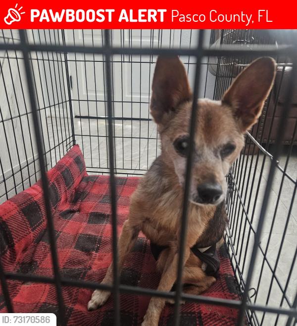 Lost Male Dog last seen Sea pines Dr, Pasco County, FL 34667