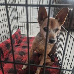 Lost Male Dog last seen Sea pines Dr, Pasco County, FL 34667