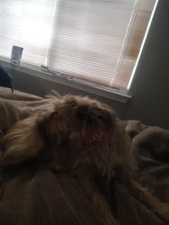 Reunited Female Dog last seen Oak grove rd, Tarrant County, TX 76028