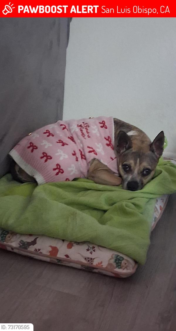 Lost Female Dog last seen Near Santa Rosa park, San Luis Obispo, CA 93405