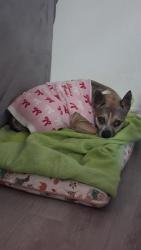 Lost Female Dog last seen Near Santa Rosa park, San Luis Obispo, CA 93405