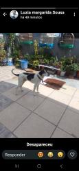 Lost Male Dog last seen Rua Baltazar veloze da Silva Parque Regina, Parque Regina, SP 05775-150