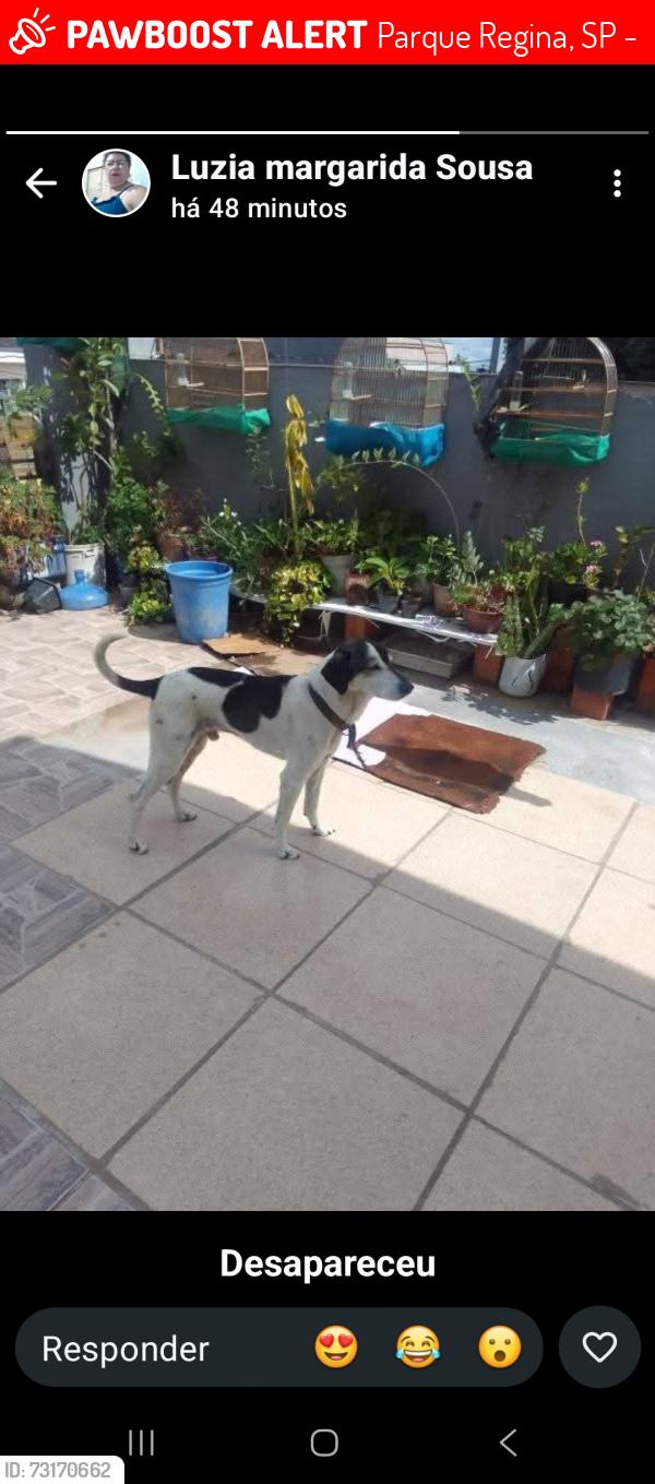 Lost Male Dog last seen Rua Baltazar veloze da Silva Parque Regina, Parque Regina, SP 05775-150