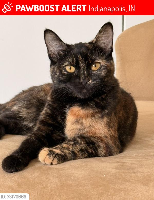 Lost Female Cat last seen Talbott, Indianapolis, IN 46202