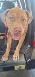 Found/Stray Male Dog last seen Majella rd, Vista, CA 92084