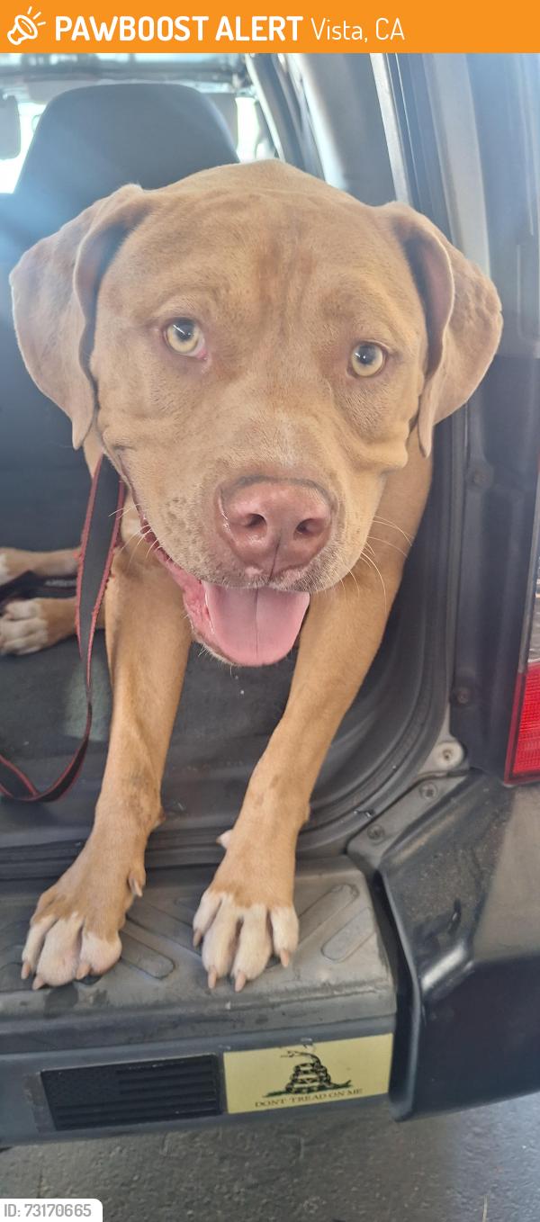 Found/Stray Male Dog last seen Majella rd, Vista, CA 92084