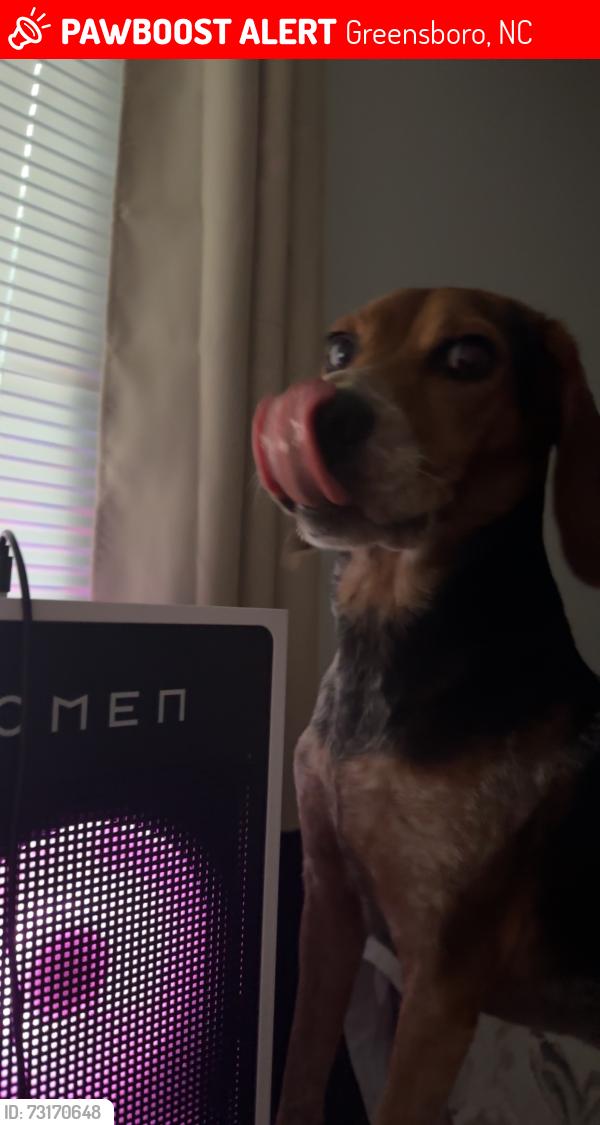 Lost Male Dog last seen Tate Street, Mendenhall, Carr Street area, Greensboro, NC 27401