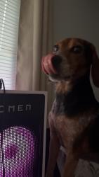 Lost Male Dog last seen Tate Street, Mendenhall, Carr Street area, Greensboro, NC 27401