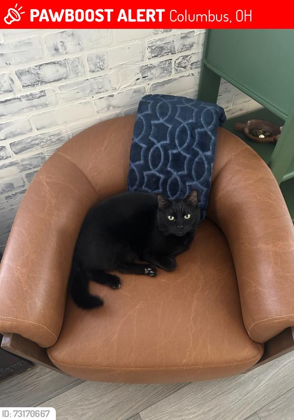 Lost Male Cat last seen Piedmont Road and Atwood Terrace, Columbus, OH 43224