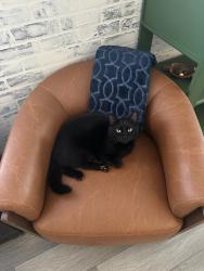Lost Male Cat last seen Piedmont Road and Atwood Terrace, Columbus, OH 43224