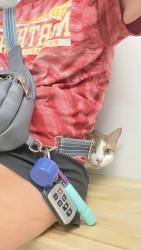 Reunited Male Cat last seen Dawson and Sprague, Pittsburgh, PA 15202
