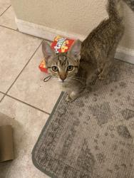 Found/Stray Female Cat last seen Near College Ave Modesto, CA 95350, Modesto, CA 95350