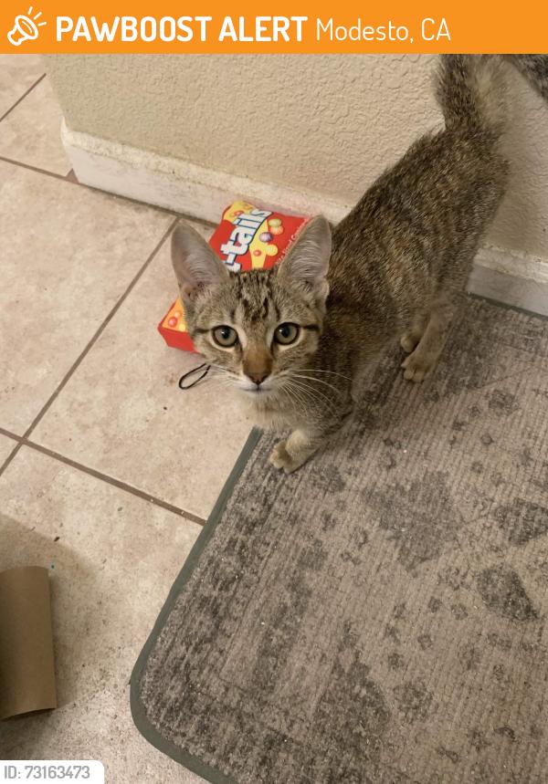 Found/Stray Female Cat last seen Near College Ave Modesto, CA 95350, Modesto, CA 95350